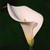 Beth Mildred Bartlett